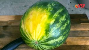 watermelon-1